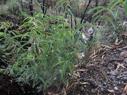 Plancia ëd Clitoria triflora S. Watson