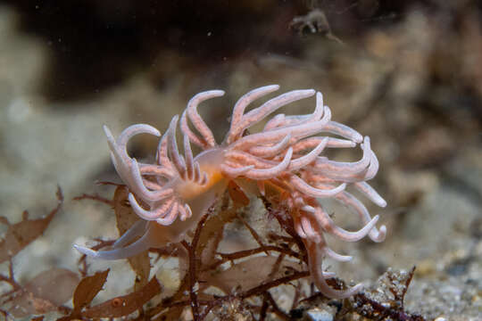 Image of coral nudibranch