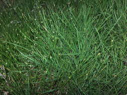 صورة Cyperus laevigatus subsp. laevigatus