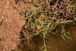 Tricliceras longepedunculatum (Mast.) R. B. Fernandes resmi