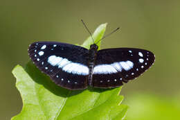 Image of Pantoporia venilia Linnaeus 1758