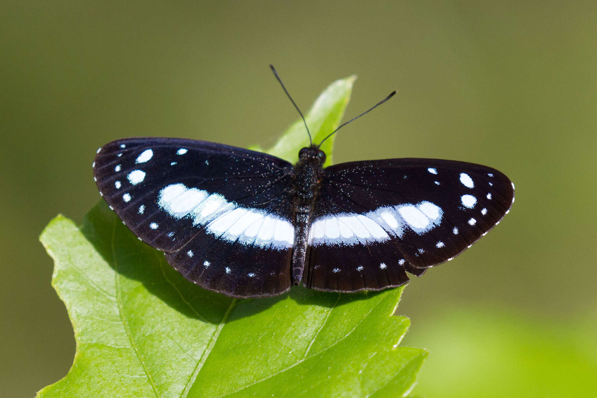 Image of Pantoporia venilia Linnaeus 1758