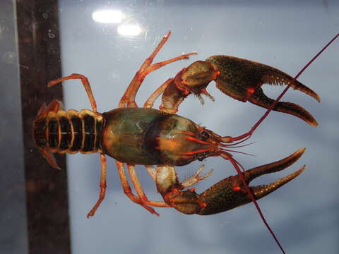 Image of Chattooga River Crayfish