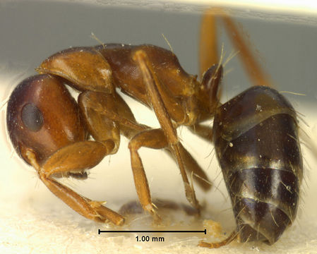 Image of <i>Camponotus hyatti</i> Emery 1893