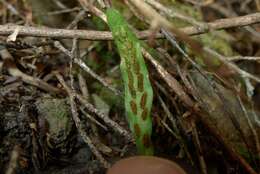 Notogrammitis ciliata (Col.) Parris的圖片