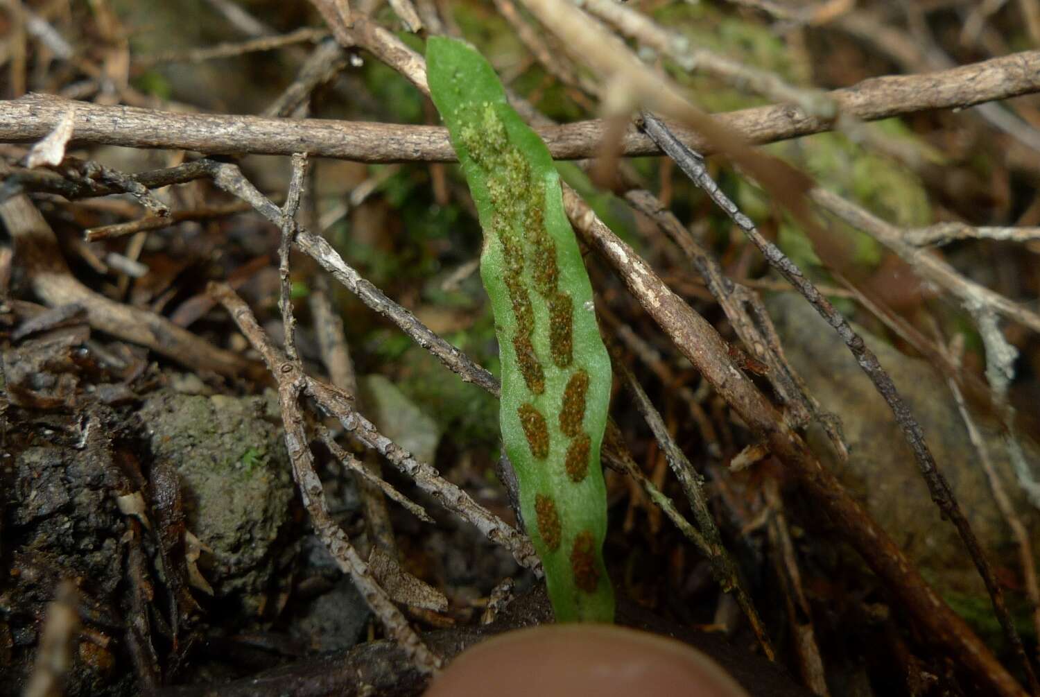 Image of Notogrammitis ciliata (Col.) Parris