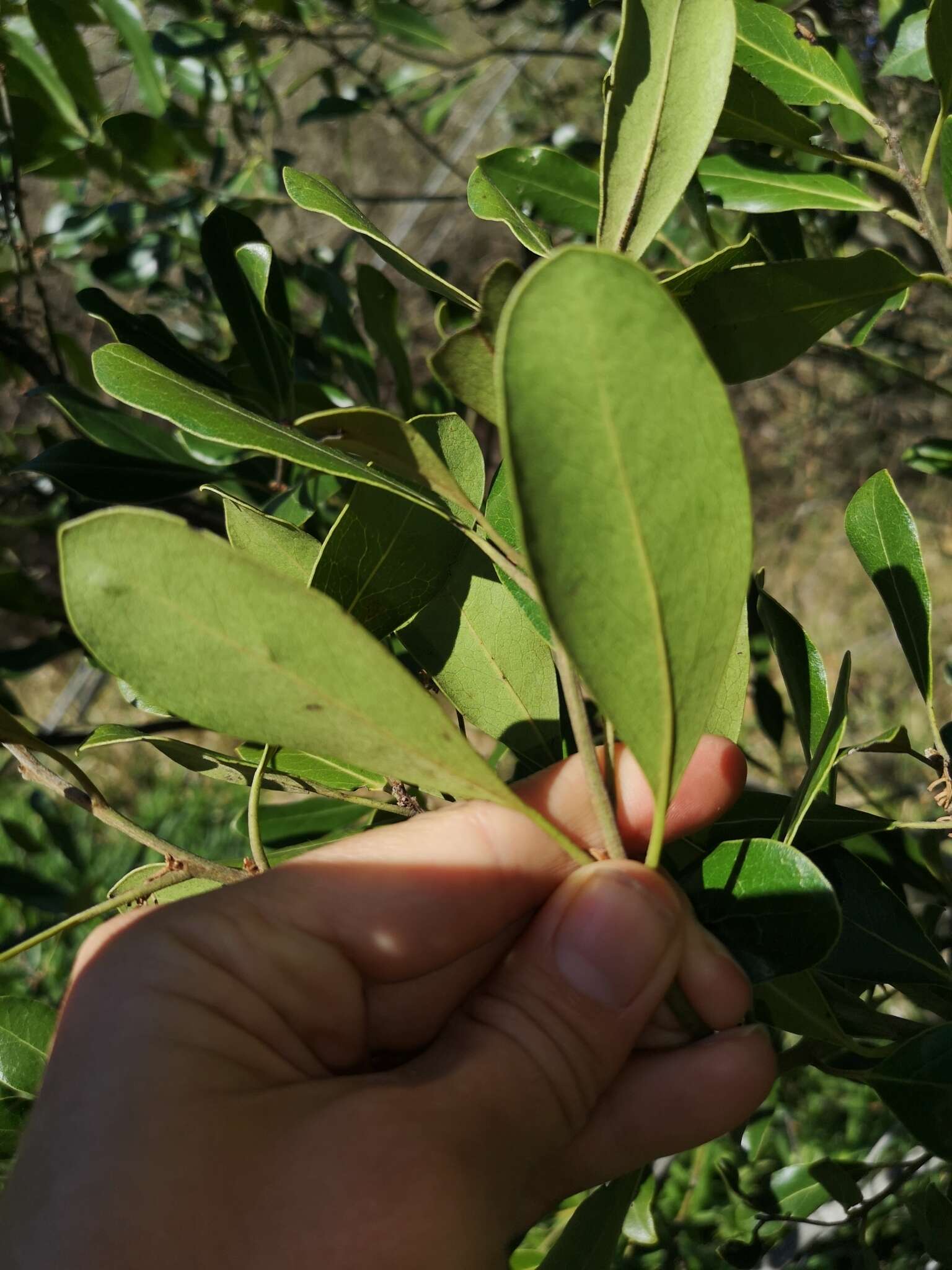 Sivun Euclea natalensis subsp. obovata F. White kuva