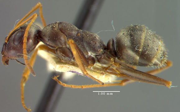 Image of <i>Formica argentea</i> Wheeler 1912