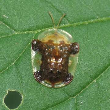 Imagem de Helocassis clavata (Fabricius 1798)