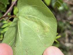 Image of Calycomyza ipomaeae Frost 1931