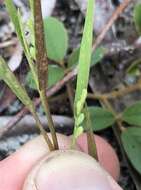 Panicum malacon Nash resmi