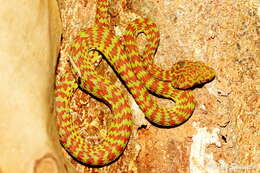 Image of Beautiful pitviper