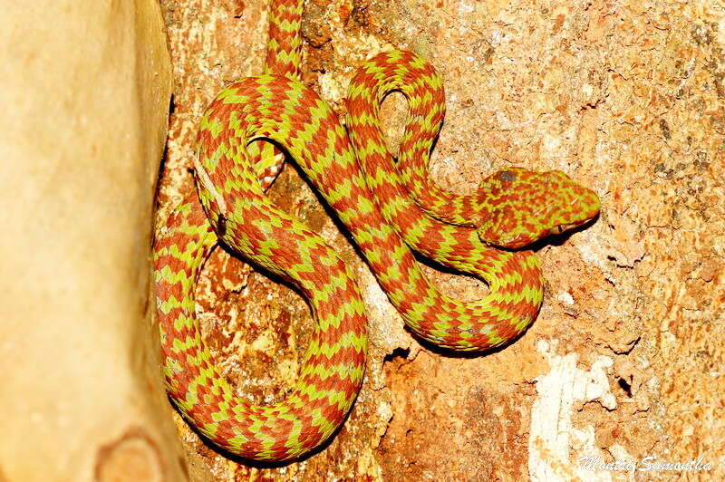 Image of Beautiful pitviper