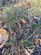 Image of Austrostipa densiflora (Hughes) S. W. L. Jacobs & J. Everett