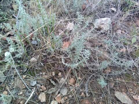 Image of Teucrium polium subsp. polium