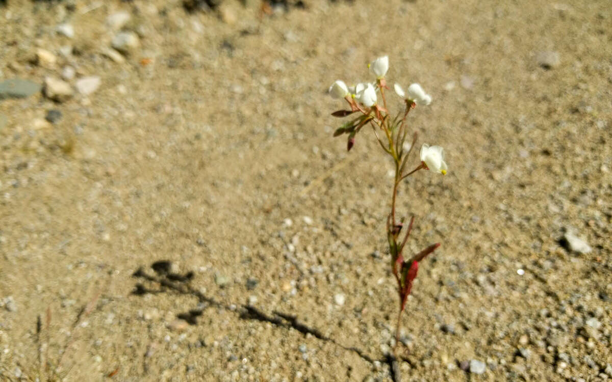 Image of narrowleaf suncup