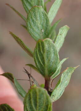 Plancia ëd Dyschoriste radicans (Hochst. ex A. Rich.) Nees