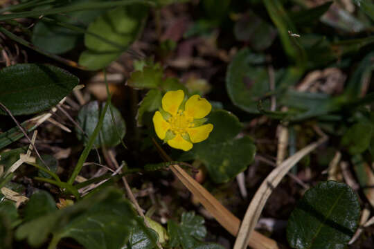 Image of Potentilla brauniana