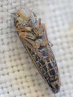 Image of Graphocephala confluens (Uhler 1861)