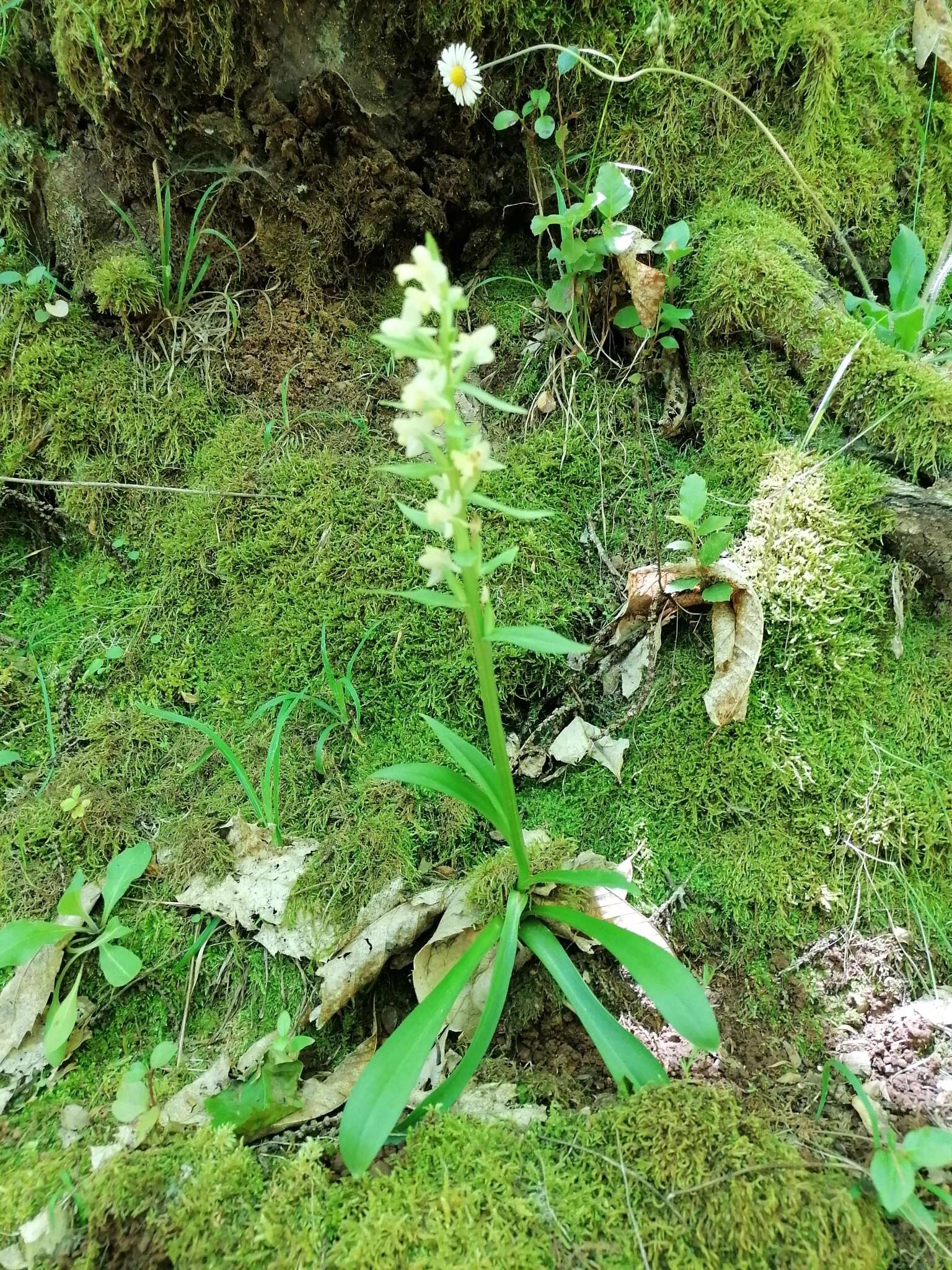 Image de Dactylorhiza insularis (Sommier) Ó. Sánchez & Herrero