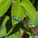 Plancia ëd Coenagrion glaciale (Hagen ex Selys & McLachlan 1872)