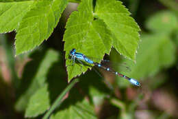 Image of Coenagrion glaciale (Hagen ex Selys & McLachlan 1872)