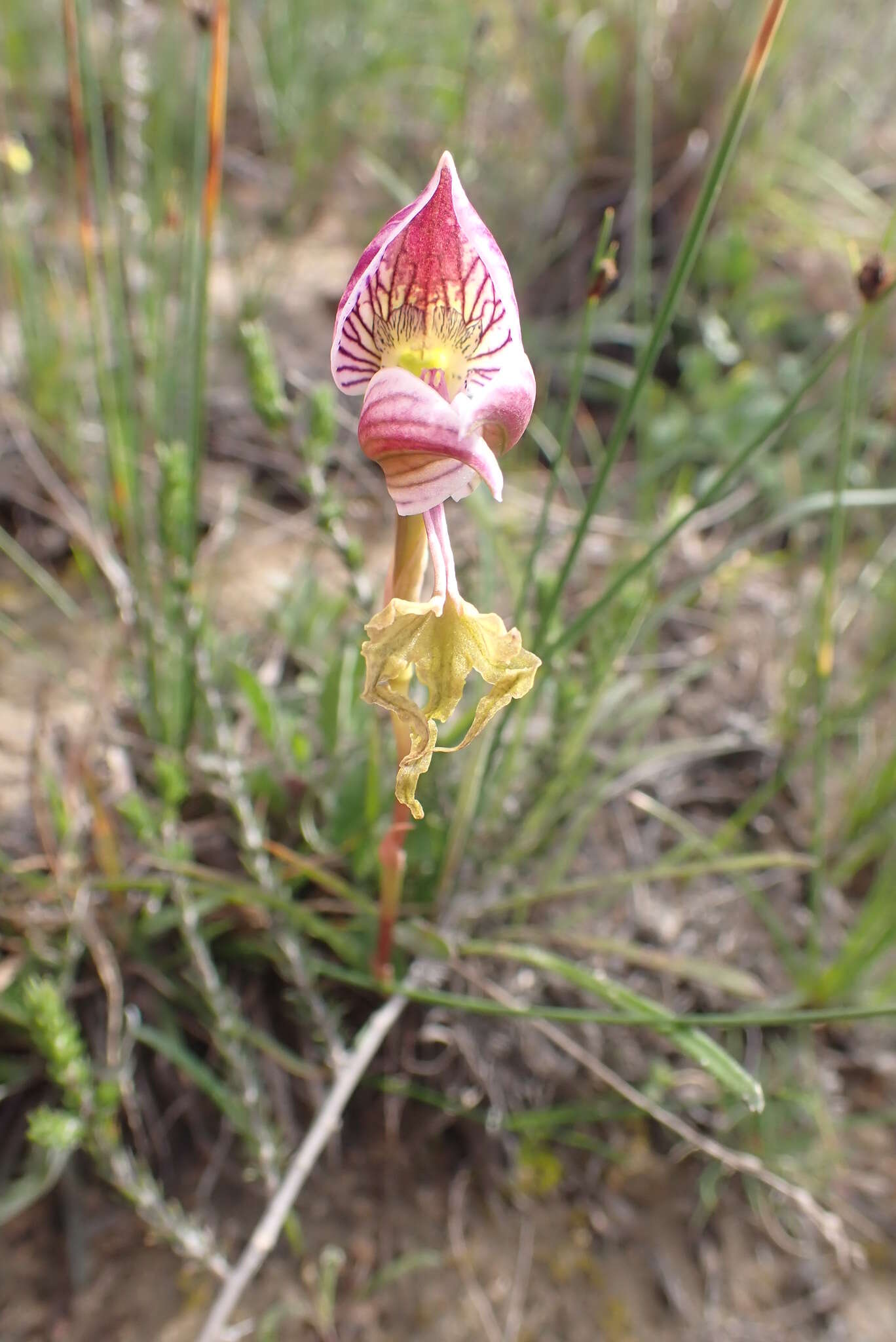 Disa spathulata subsp. tripartita (Lindl.) H. P. Linder resmi