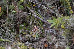 Image de Dracophyllum strictum Hook. fil.