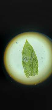 Image of entodon moss