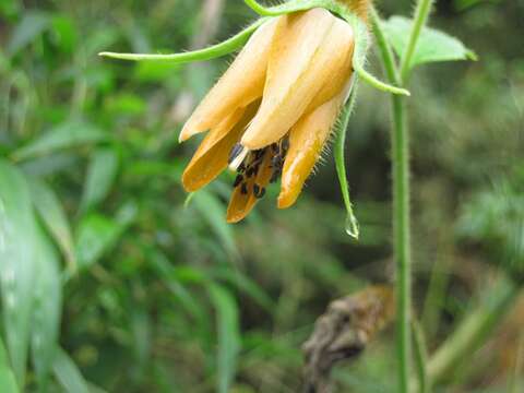 Image of Nasa peltiphylla (Weigend) Weigend