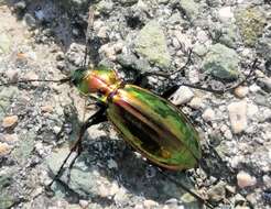 Image of <i>Carabus <i>lineatus</i></i> lineatus