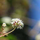 Trachymene geraniifolia F. M. Bailey resmi