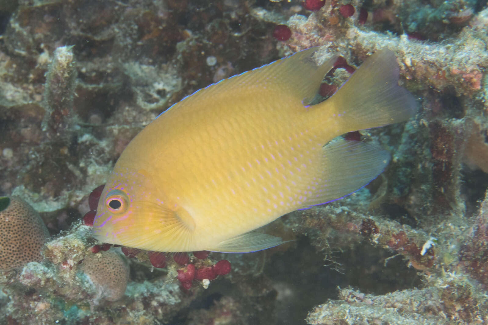 Image of Ambon damsel