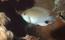 Image of Black-spot damsel