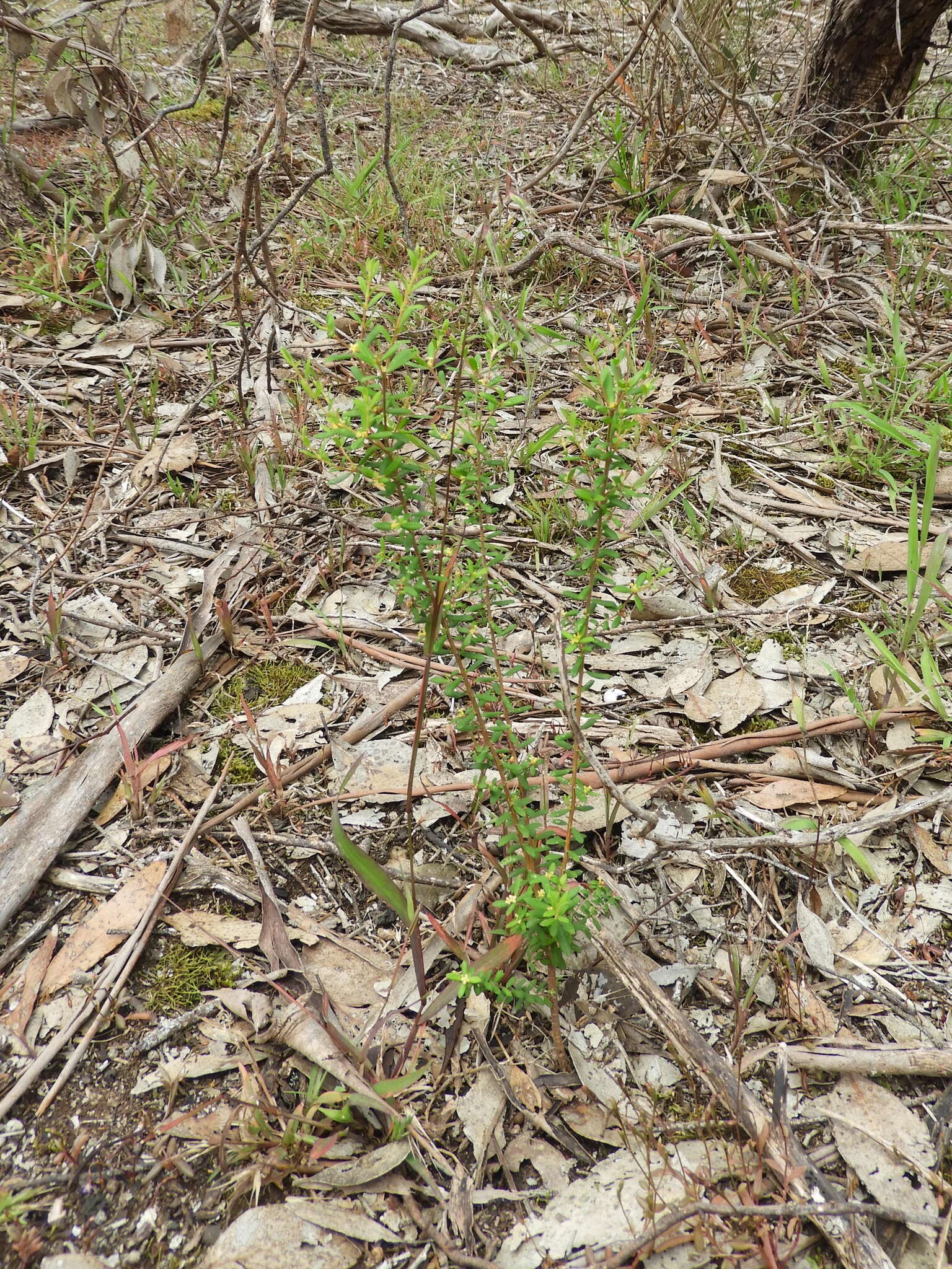 Image of Pimelea hewardiana Meissn.