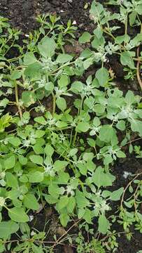 Plancia ëd Chenopodium prostratum Bunge ex Herder