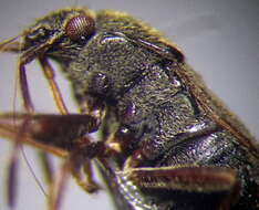 صورة Stygnocoris rusticus (Fallen & C. F. 1807)