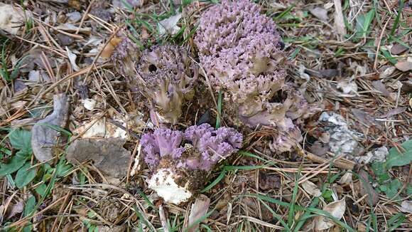 Image de Ramaria cedretorum (Maire) Malençon 1958