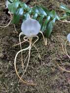 Imagem de Angraecum conchoglossum Schltr.