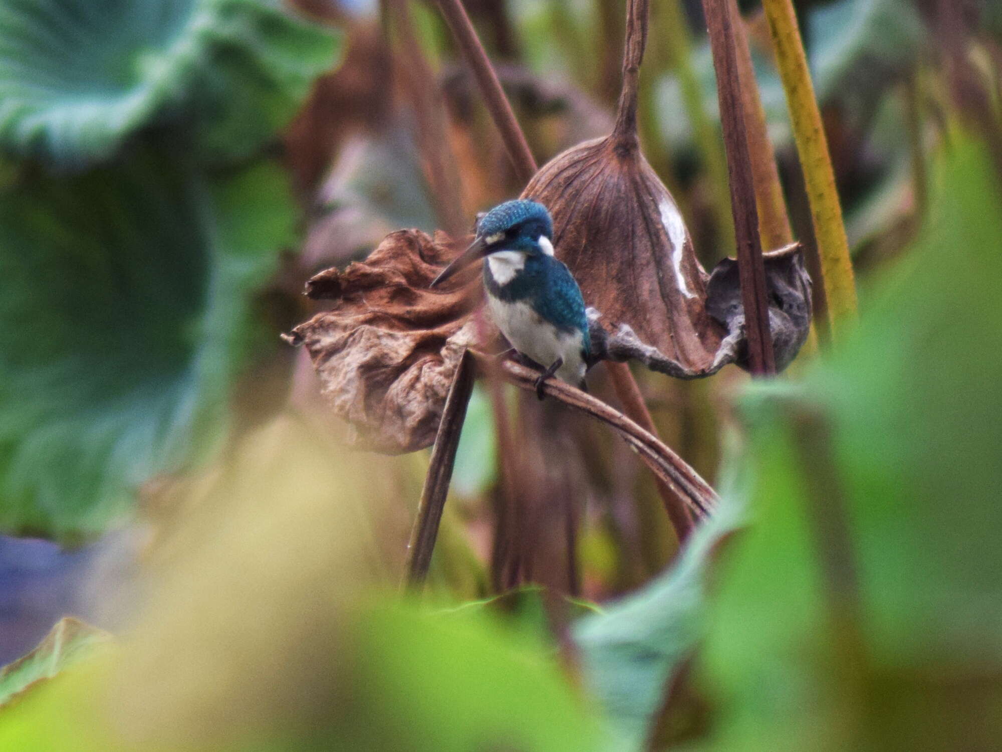 Image of Cerulean Kingfisher