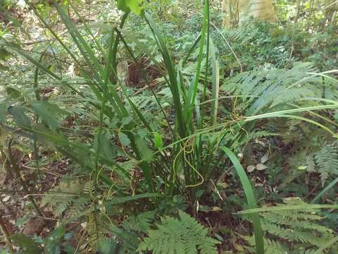 Image de Gymnostachys