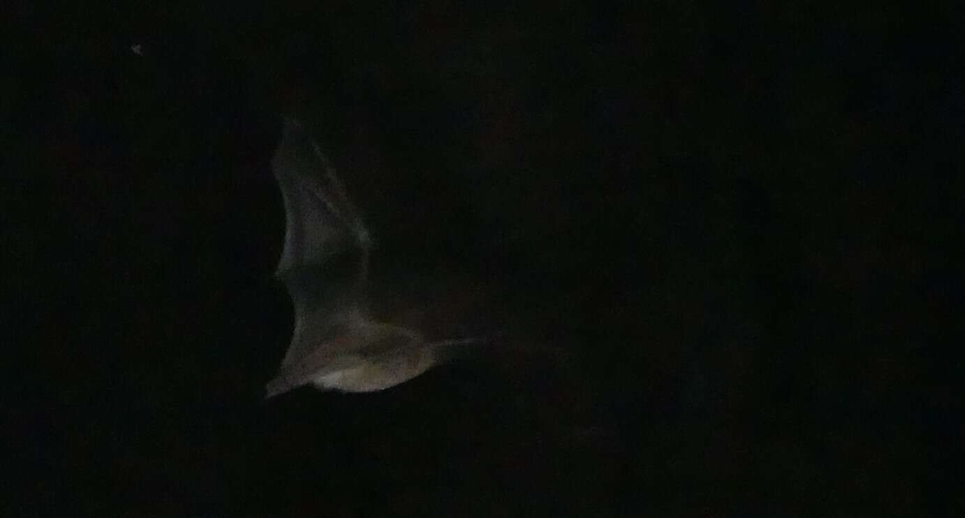 Imagem de Myotis macropus (Gould 1854)