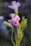 Image of Erythranthe erubescens G. L. Nesom