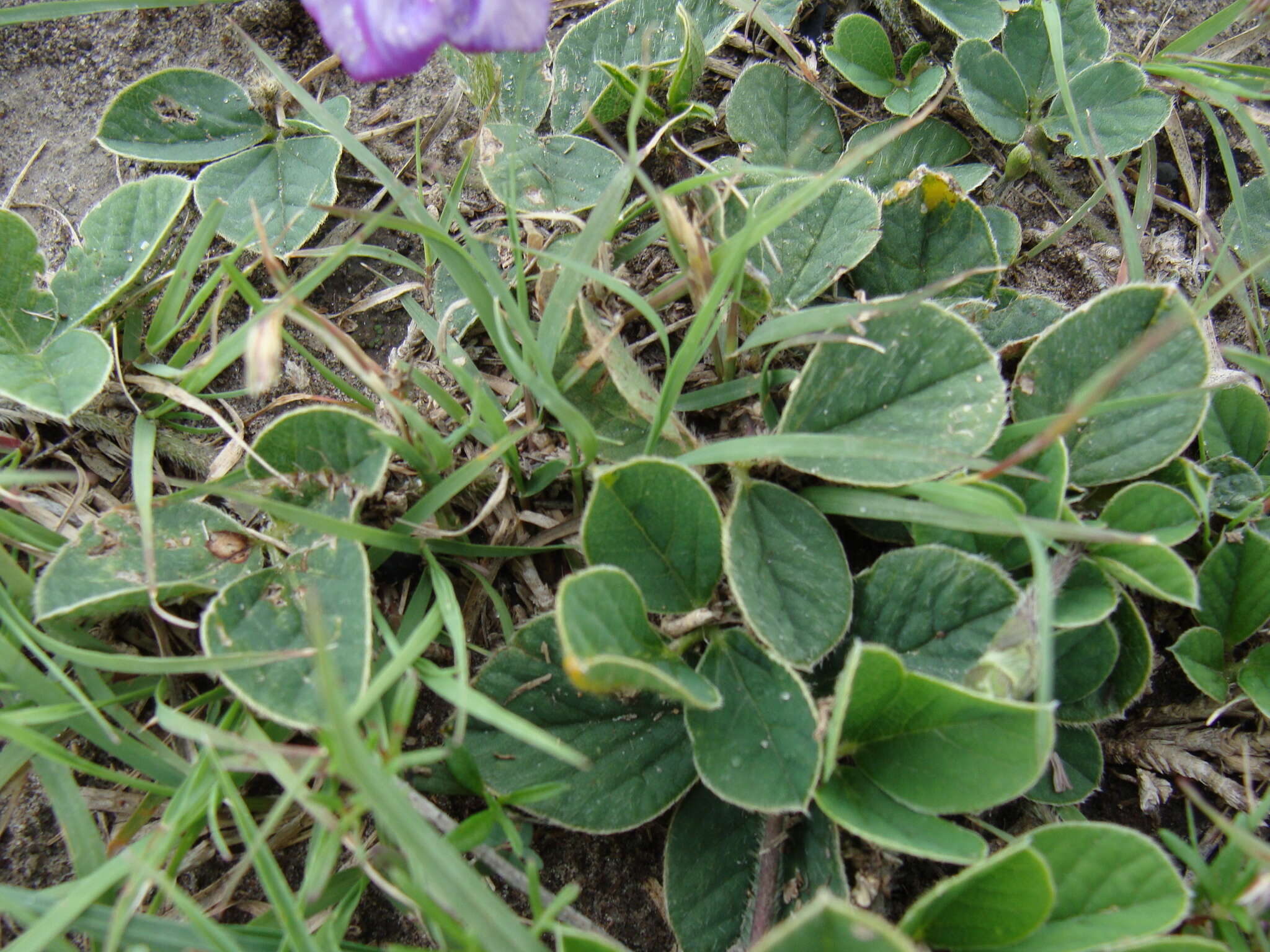 Image of Lemmon's cologania