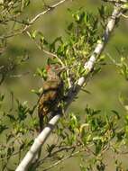 Image of Knysna Woodpecker