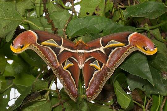 Imagem de Archaeoattacus malayanus Kurosawa & Kishida 1984