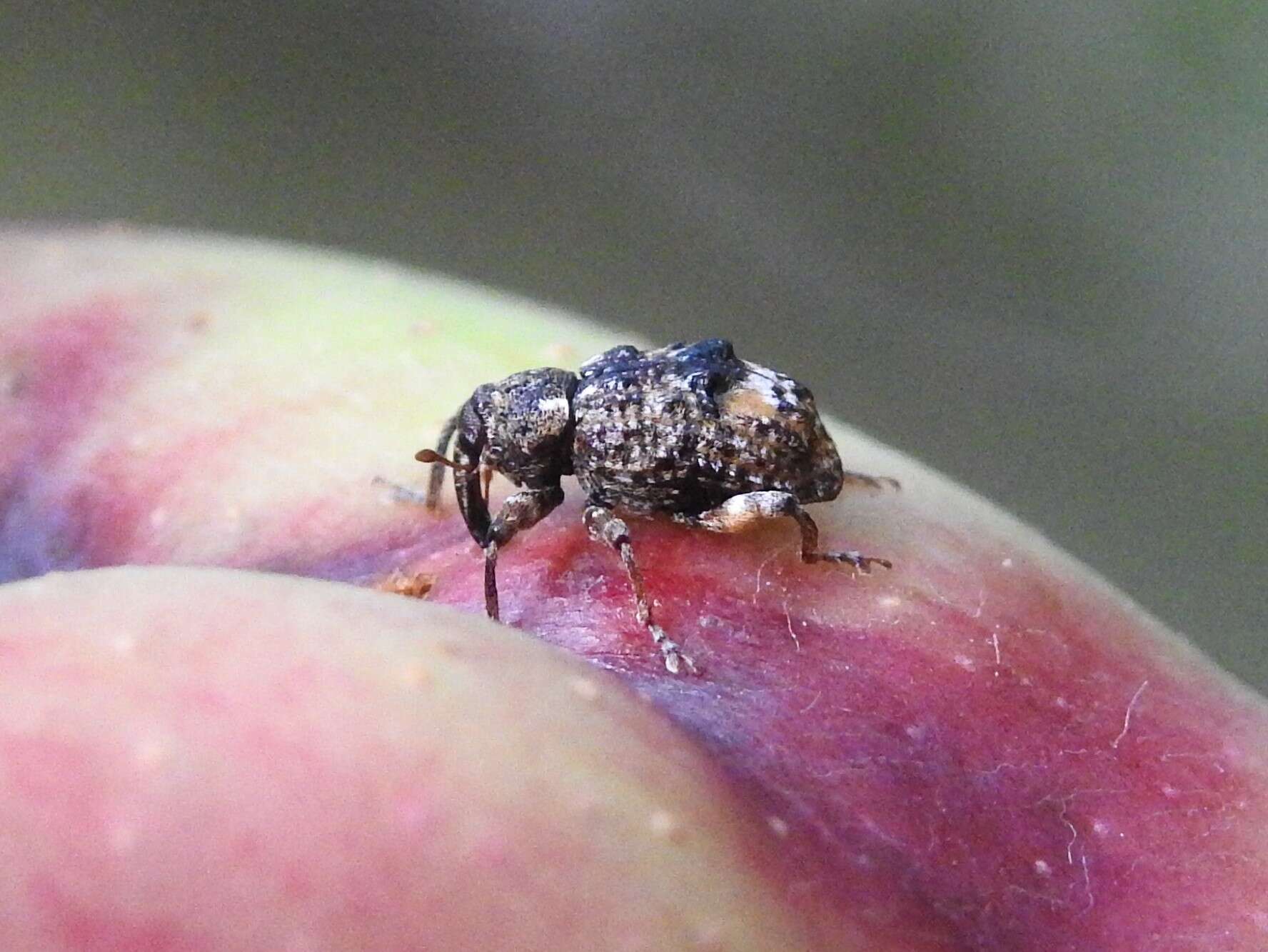 Image of Plum Curculio