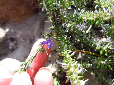 Sivun Theilera guthriei (L. Bolus) E. Phillips kuva