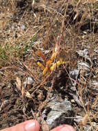 Image of clustered broomrape