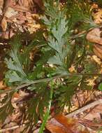 Image de Hymenophyllum dilatatum (G. Forst.) Sw.